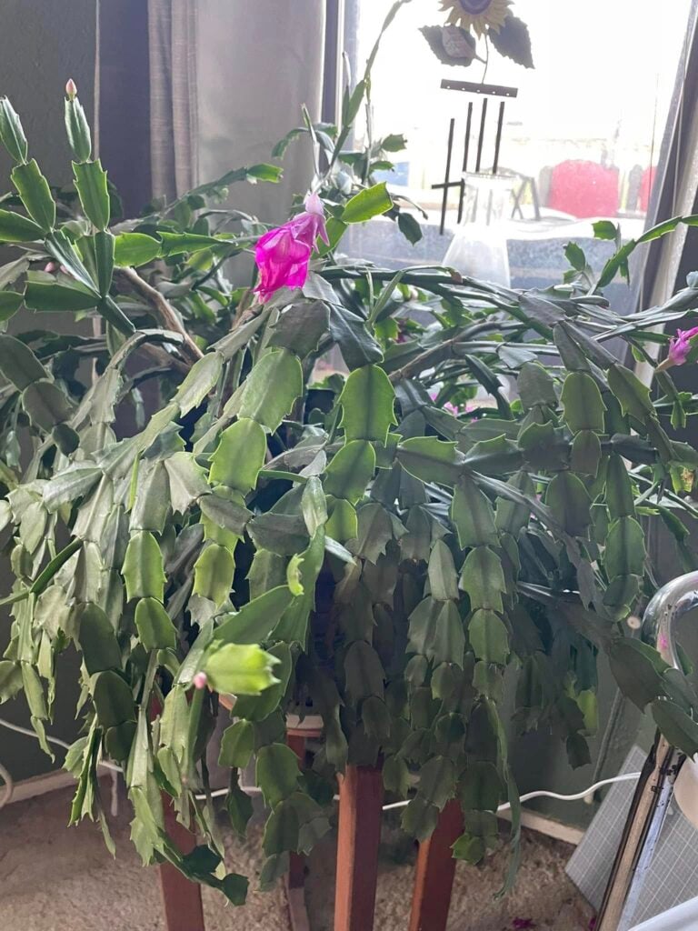 Very dense Christmas Cactus