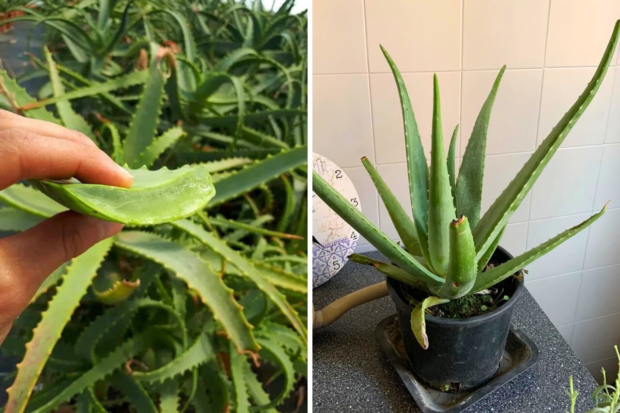 aloe vera plant care
