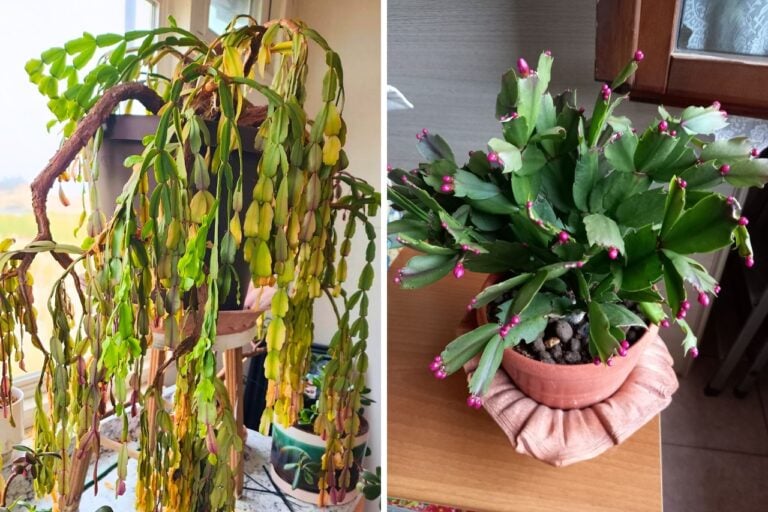 8 Things to Do With Christmas Cactus in January/February