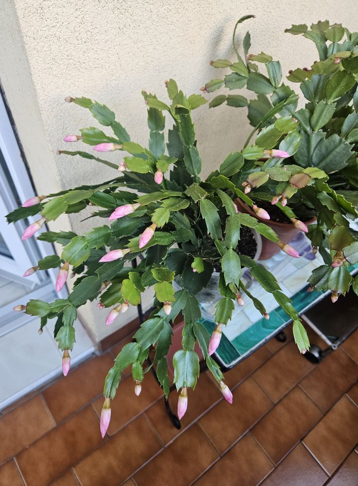 Christmas cactus on balcony
