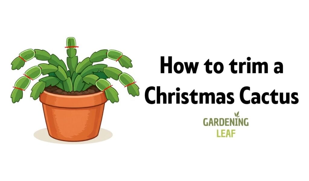 How to trim a Christmas Cactus