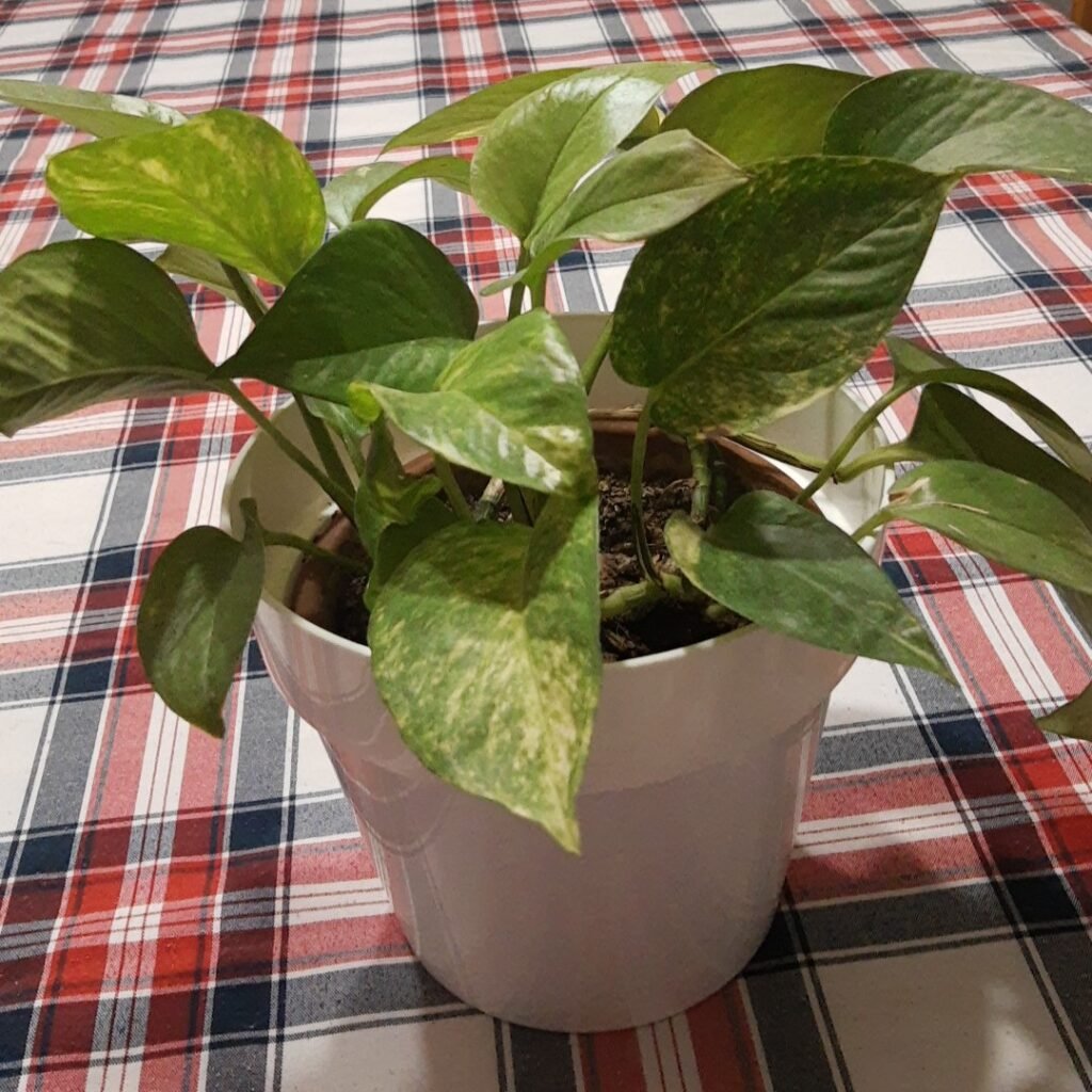 Pothos that needs more water