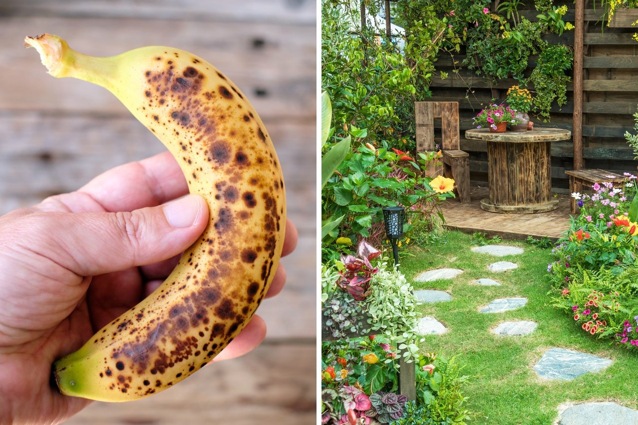 ripe banana in garden