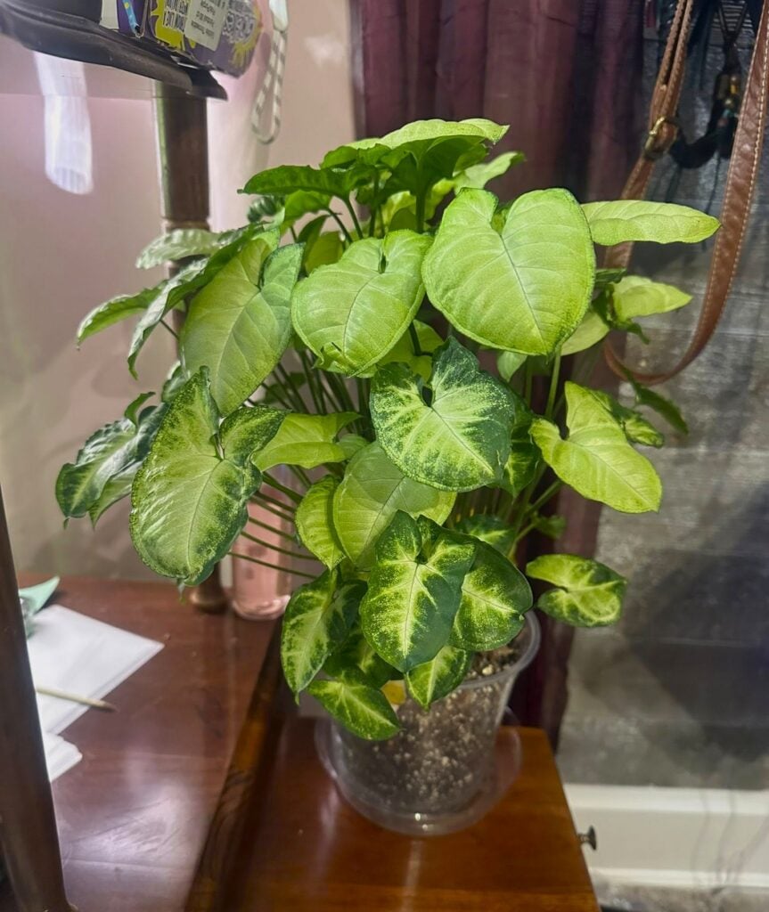 Arrowhead Plant