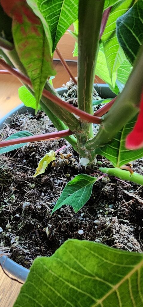 Checking poinsettia soil