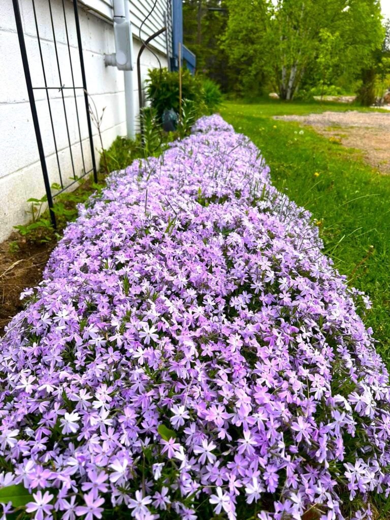 Creeping Phlox ground cover