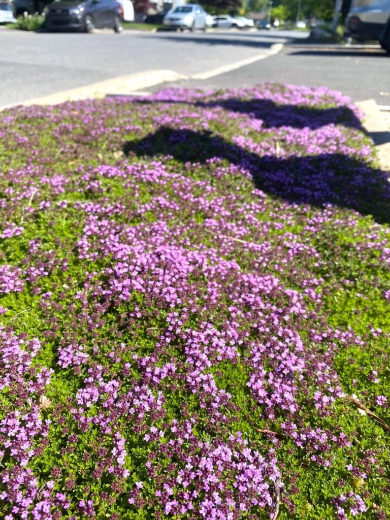 Creeping Thyme groundcover