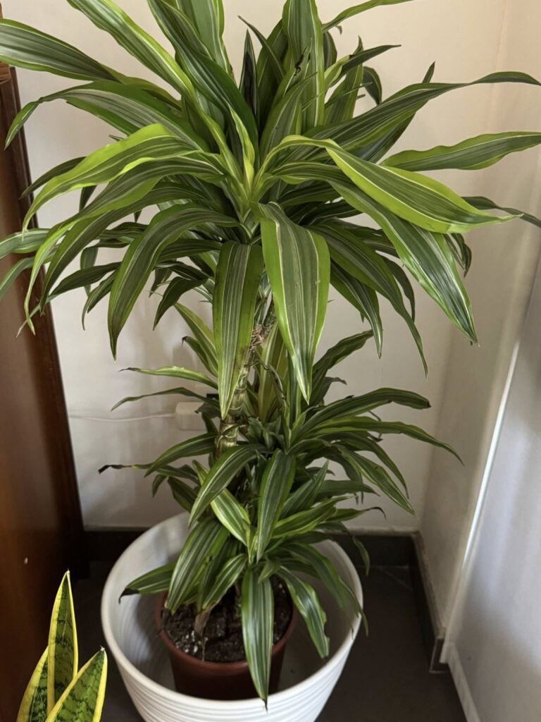 Dracaena