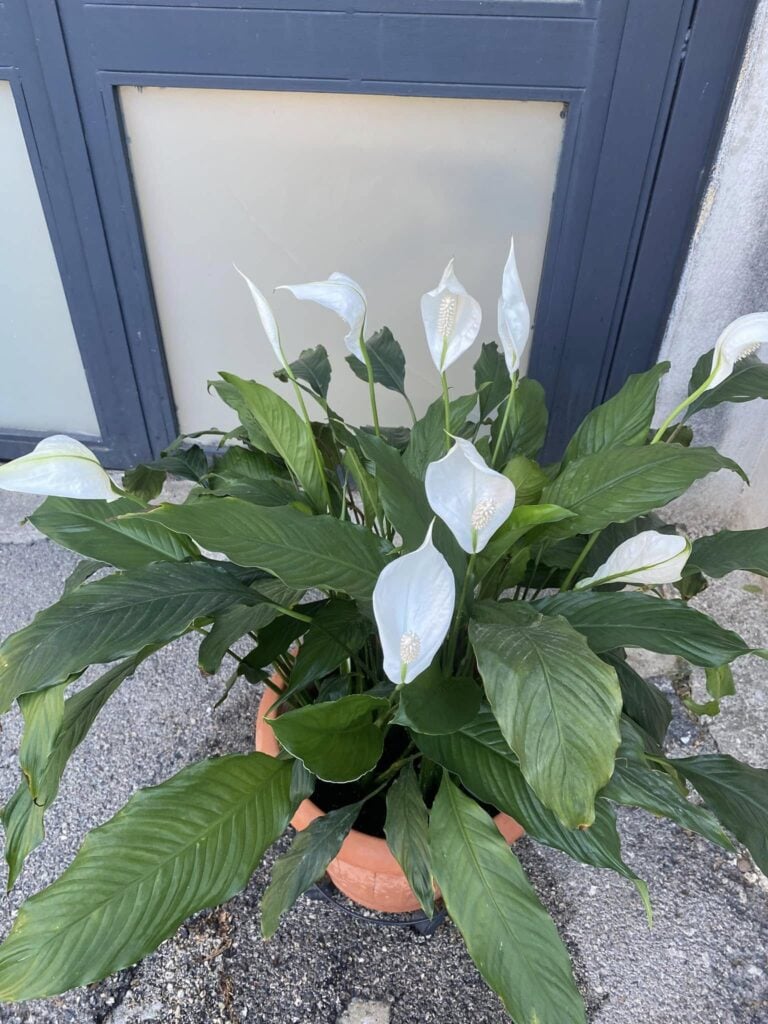 Flushing the soil of a Peace Lily