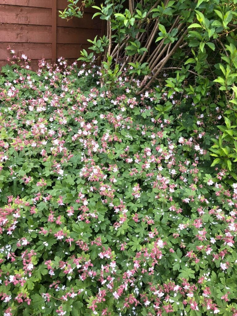 Hardy Geranium ground cover