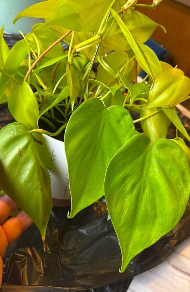 Heartleaf Philodendron 