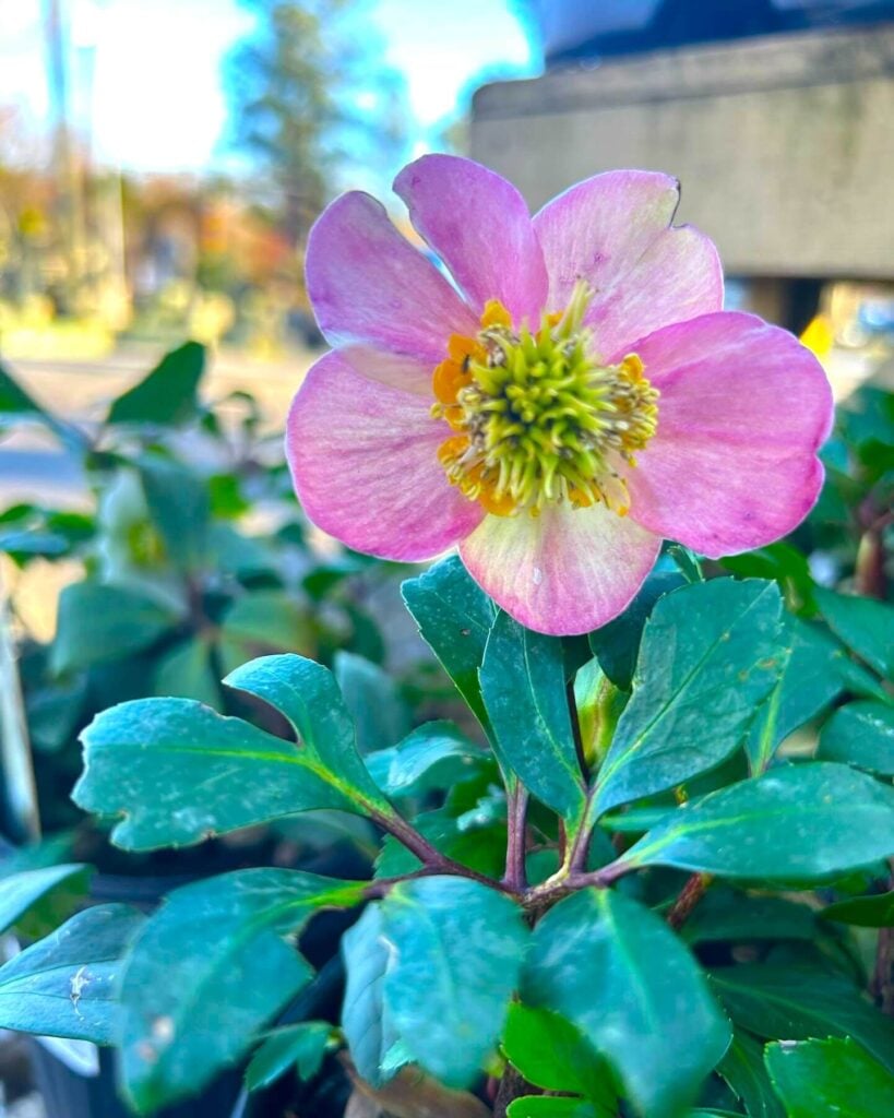 Hellebores ground cover