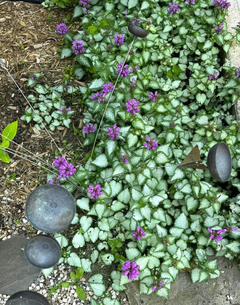 Lamium ground cover