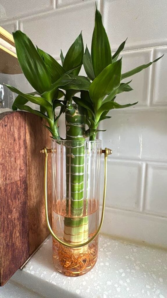Lucky Bamboo