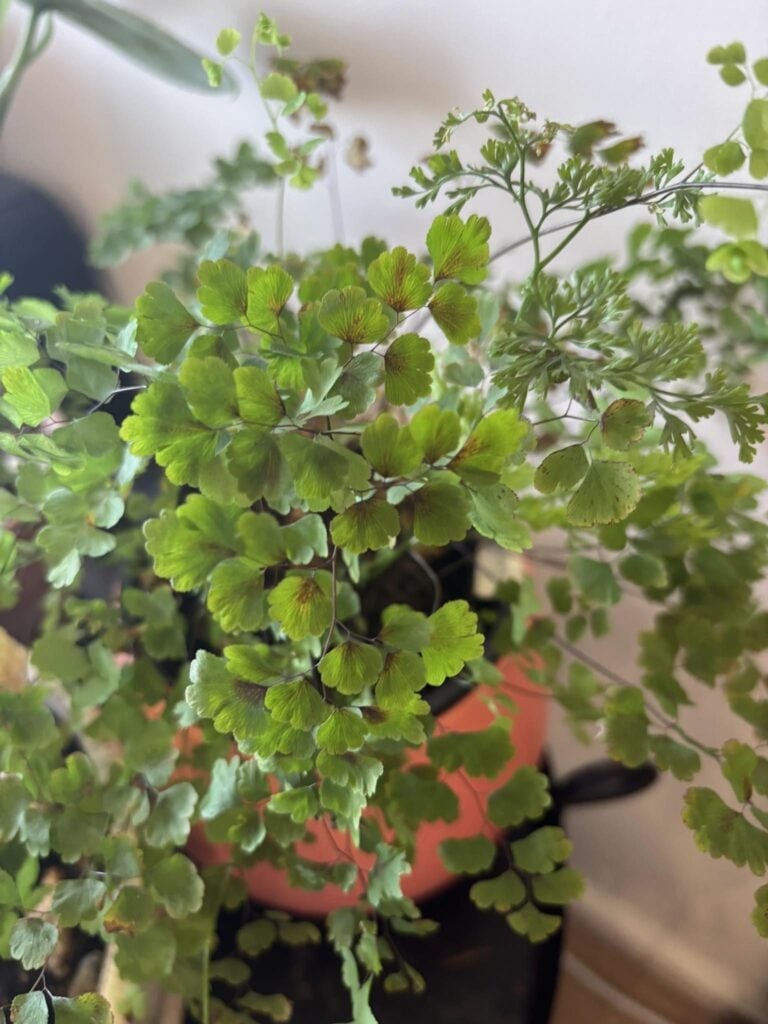 Maidenhair Fern