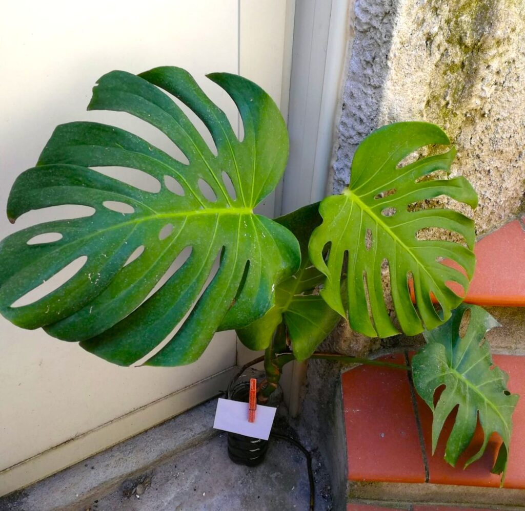 Monstera