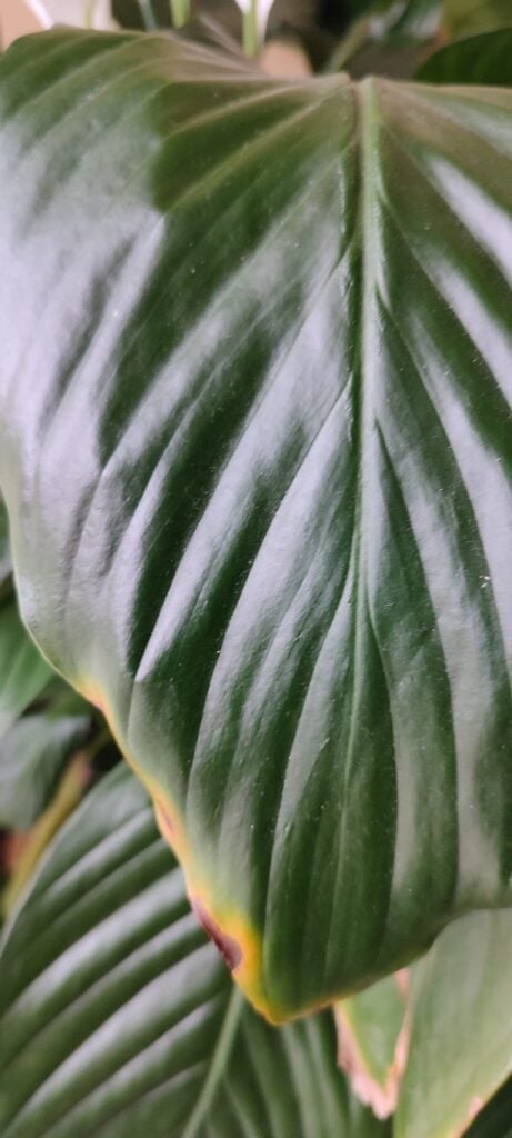 Peace Lily harsh sun