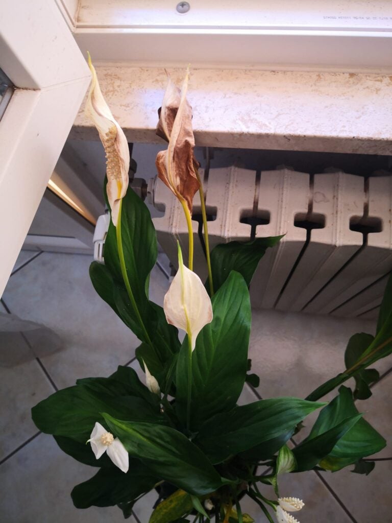 Peace Lily next to a radiator