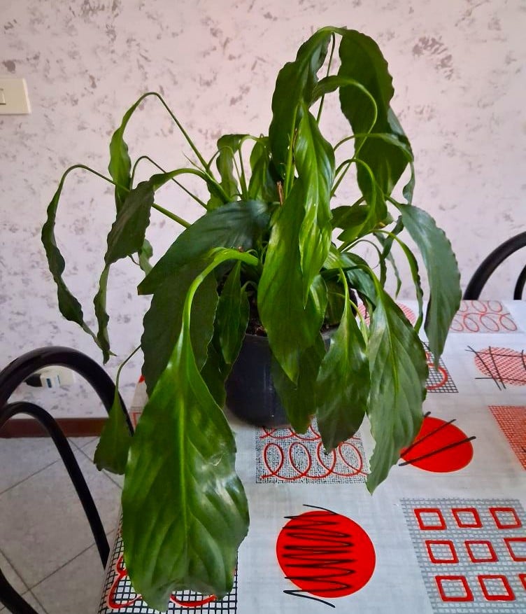 Peace Lily too much water