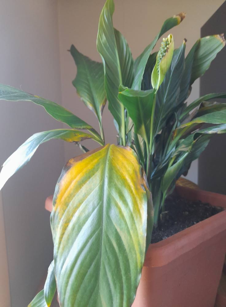 Peace Lily with yellow leaf