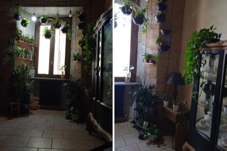 17 Best Plants for Rooms Without Windows or Low Light