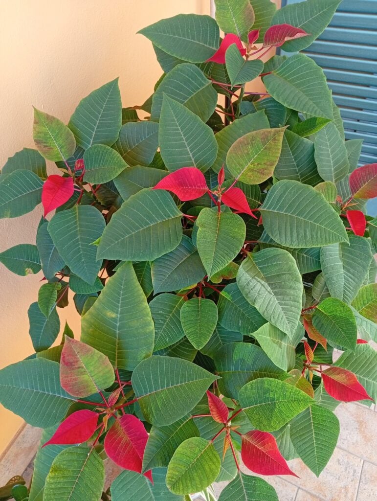 Poinsettia leaves