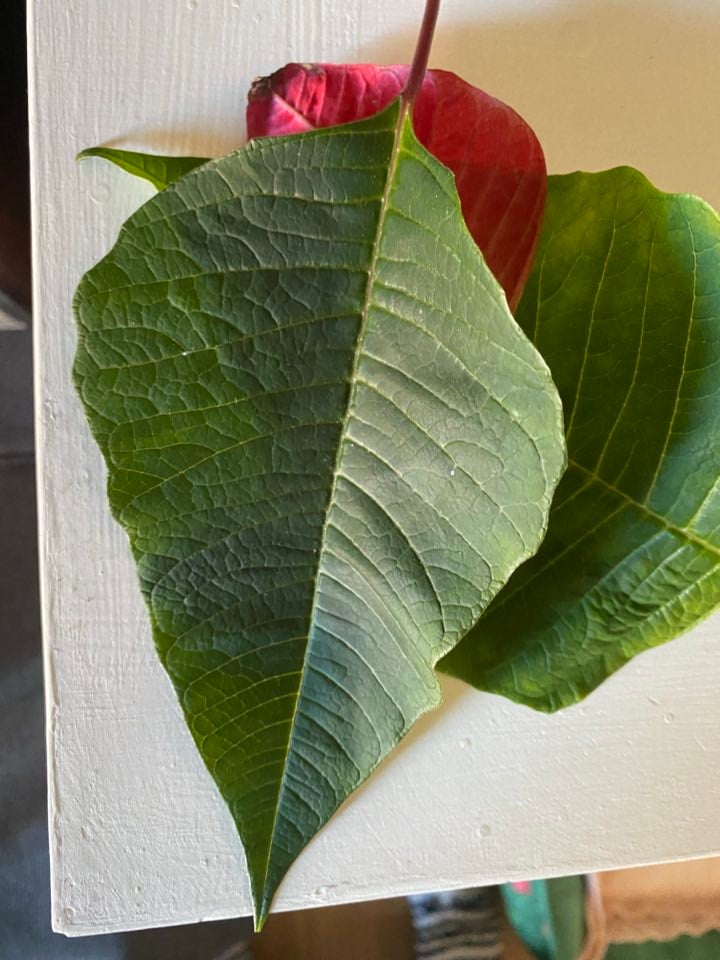 Poinsettia leaves