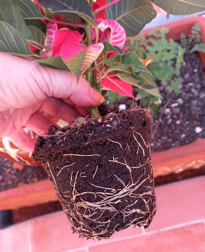 Poinsettia roots