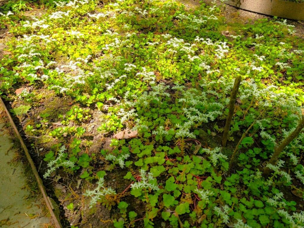 Sedum as a ground cover
