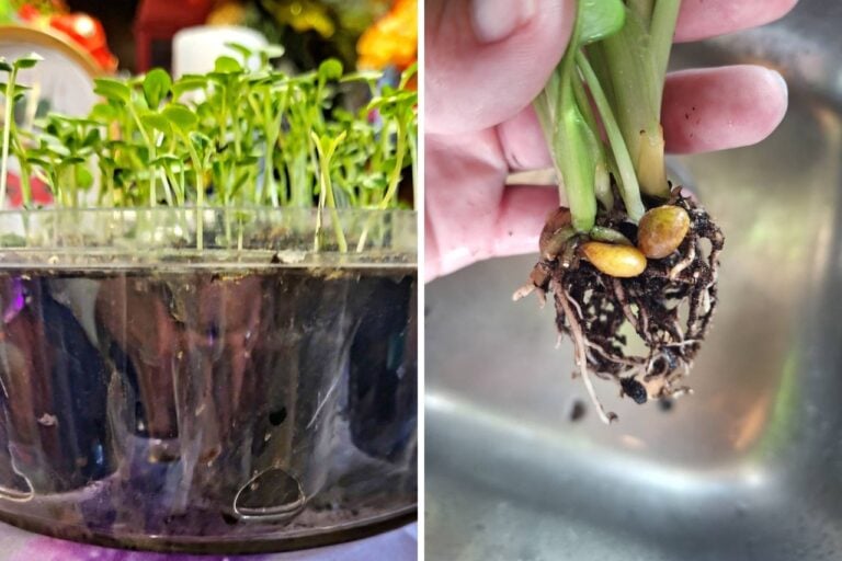 January Seeds That Actually Make Sense to Start Indoors