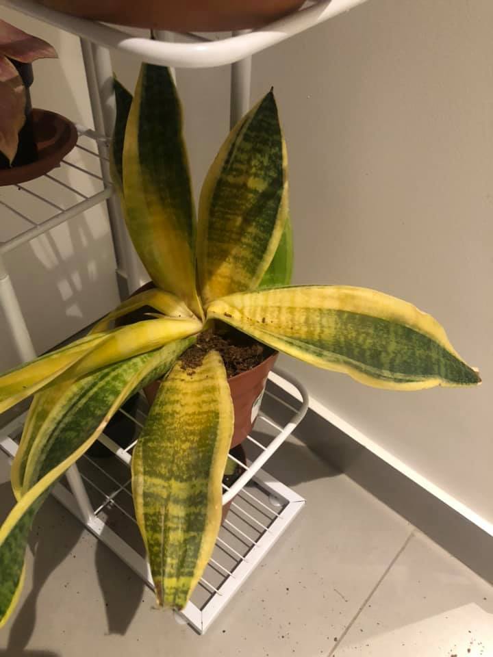 Snake plant in low light