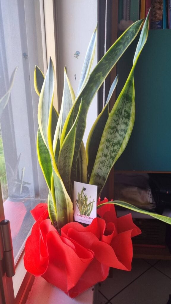 Snake plant near window