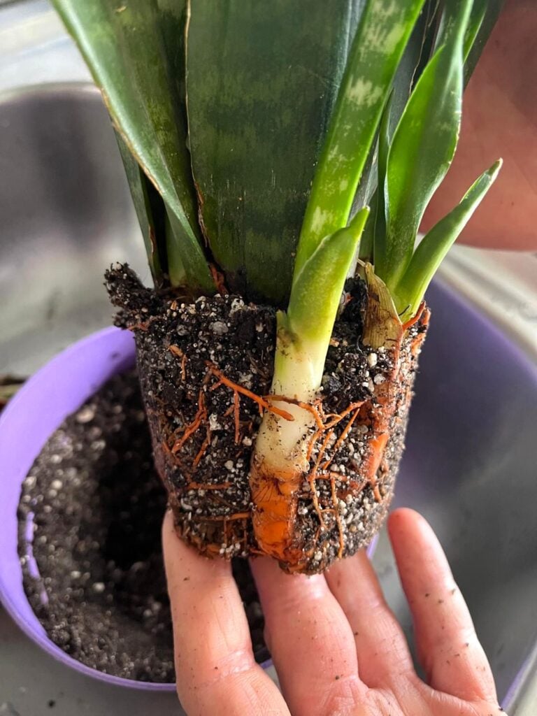 Snake plant roots