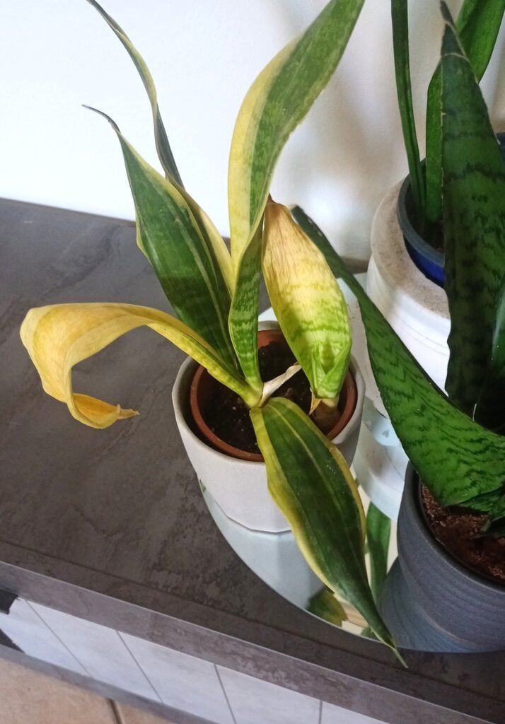 Snake plant too much water