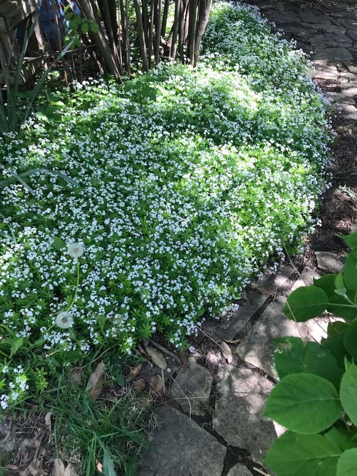 Sweet Woodruff ground cover in bloom