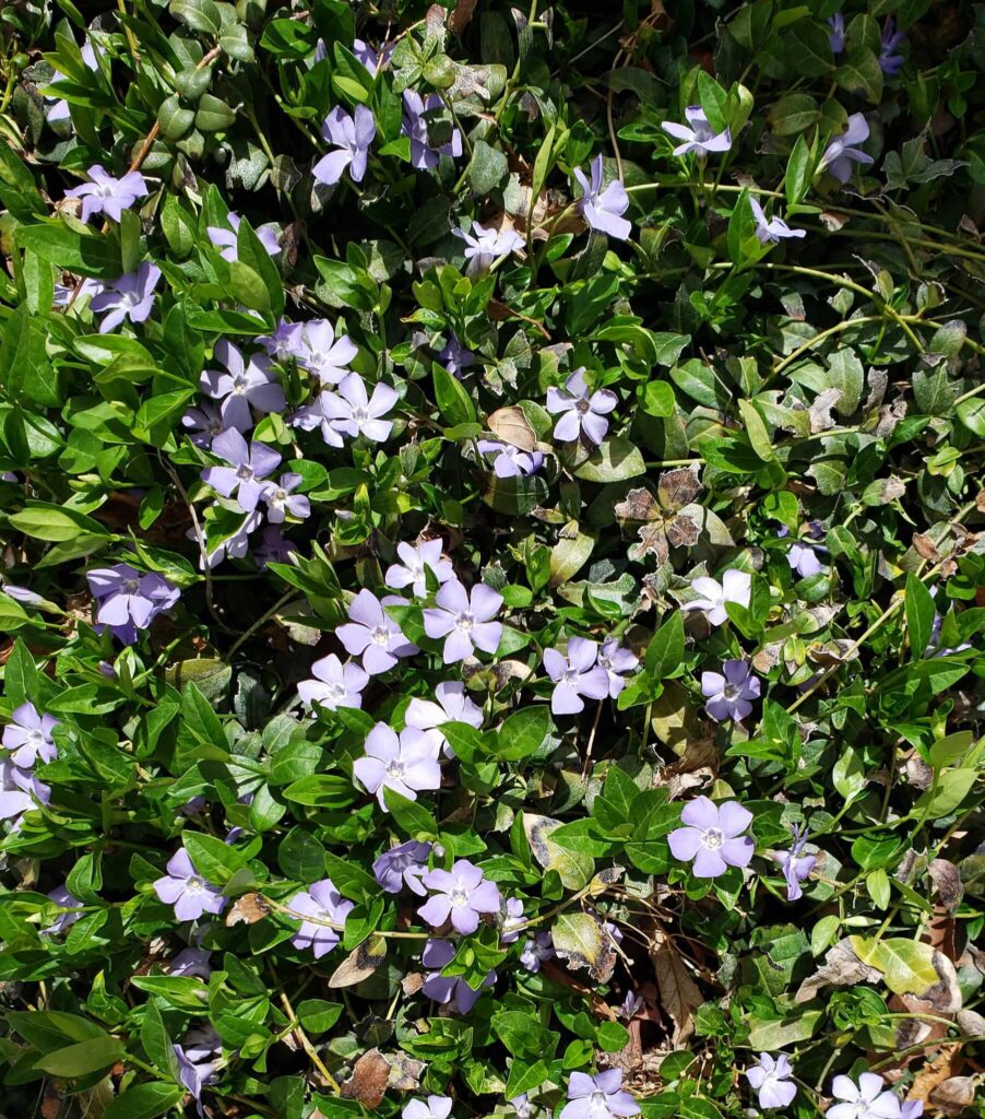 Vinca Minor ground cover