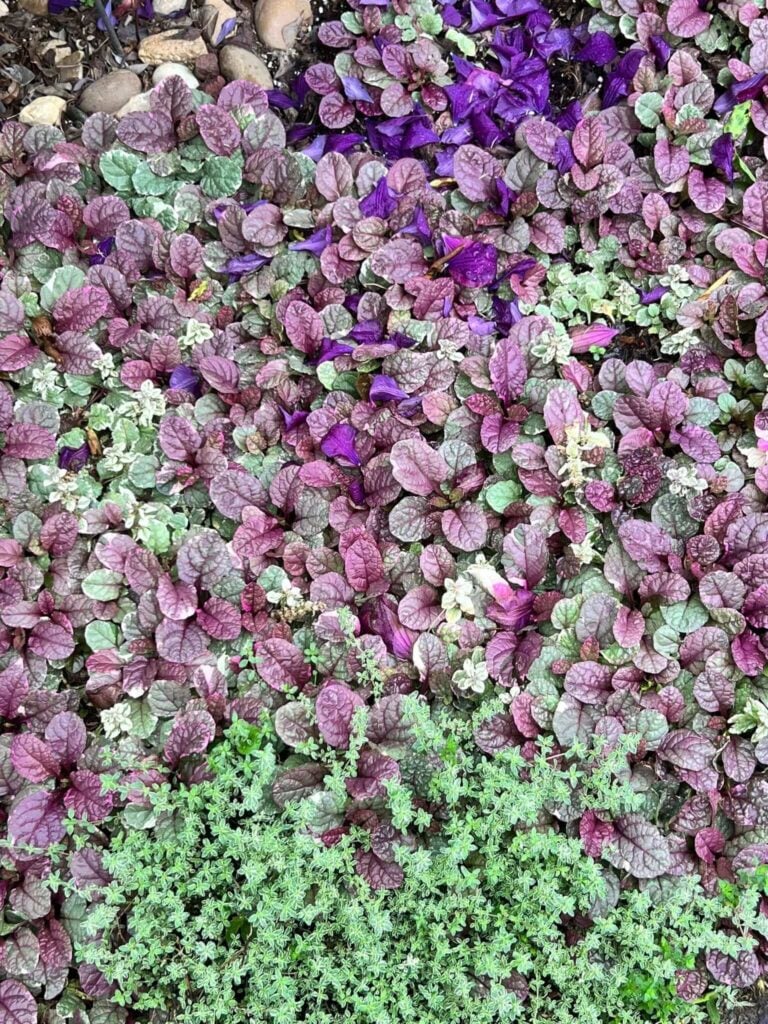 ajuga ground cover