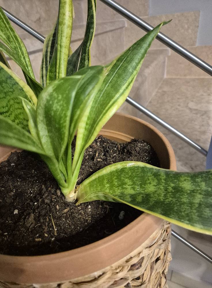 check the soil of snake plant