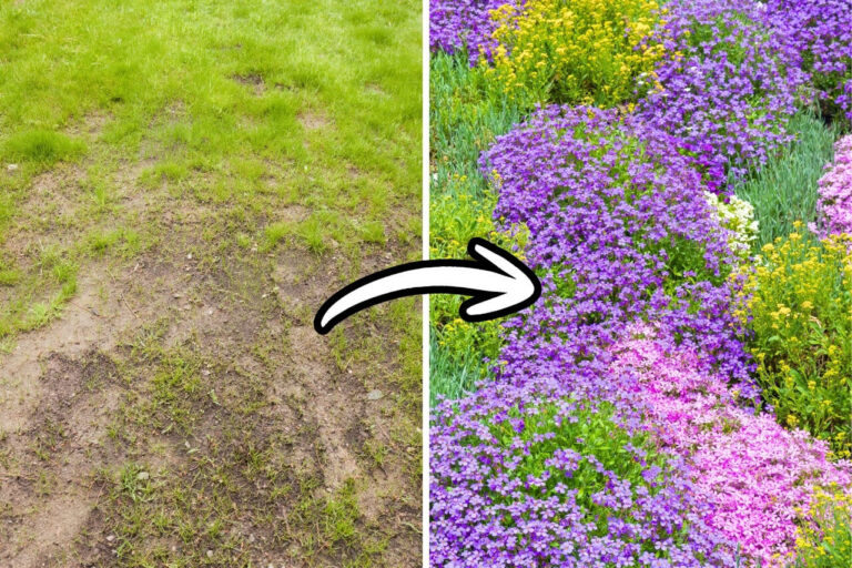 ground cover before and after