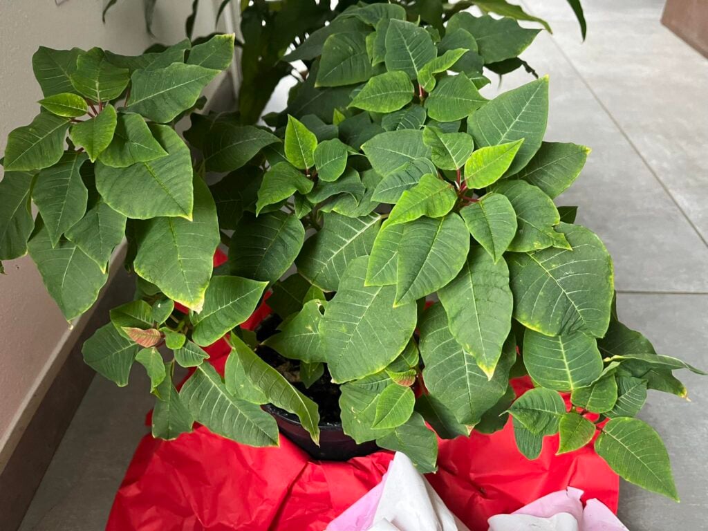 Nice-looking green poinsettia