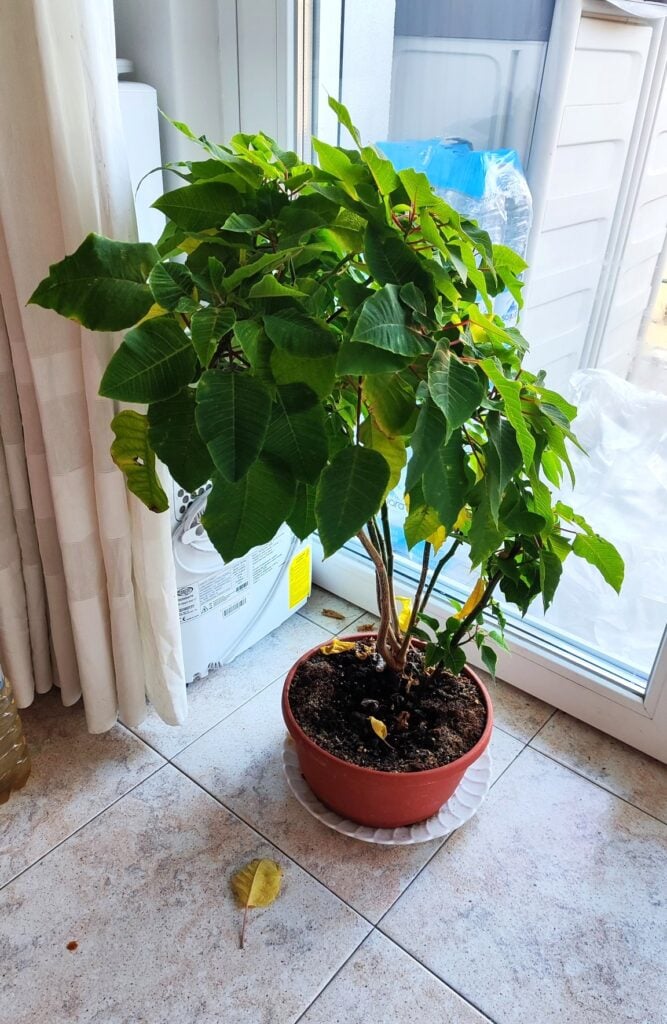 poinsettia near window