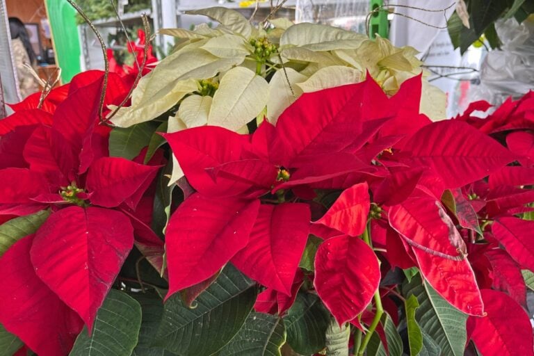 red and white poinsettia
