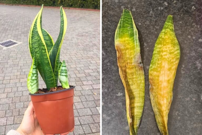 snake plant mistakes