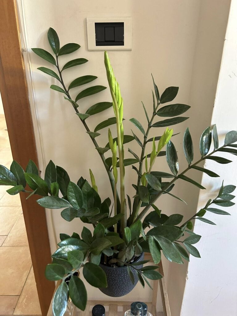Healthy ZZ plant near a window