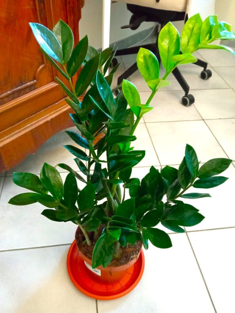 Healthy ZZ plant with shiny leaves