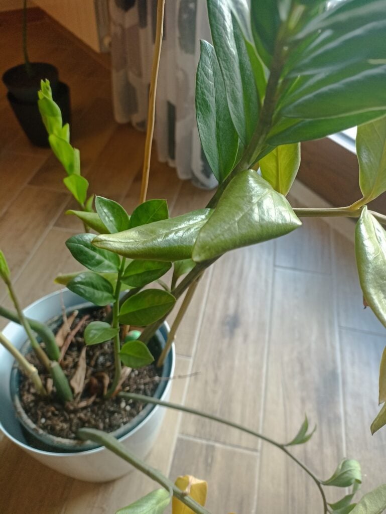 ZZ plant getting yellow