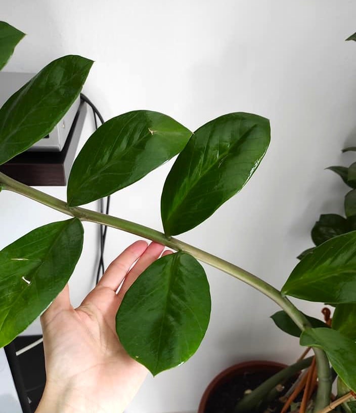 ZZ plant growing nicely