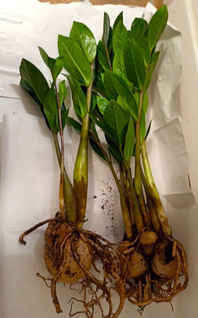 ZZ plant rhizomes