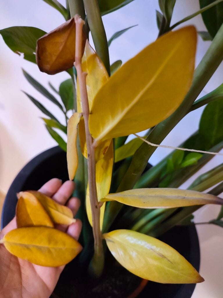 ZZ plant yellow leaves